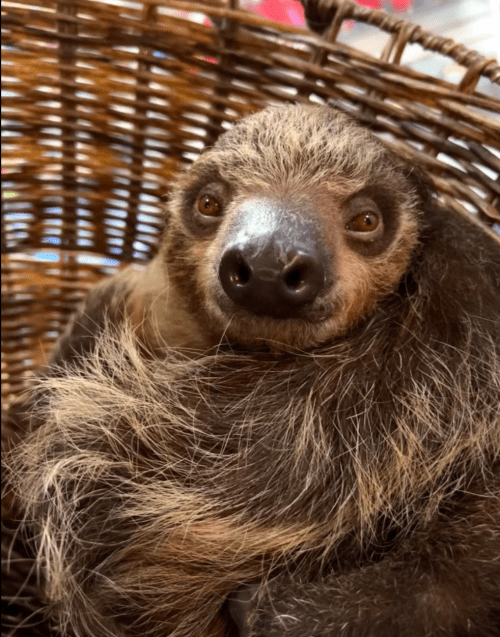 A close-up of a sloth with a curious expression, nestled in a woven basket.