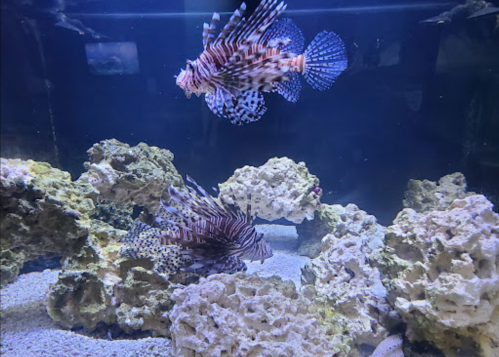 Two colorful lionfish swim among rocks in a clear aquarium.