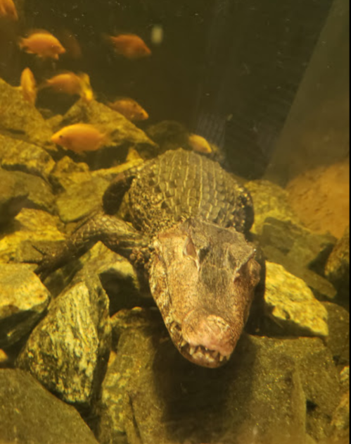 A crocodile resting on rocks underwater, surrounded by small fish in a murky tank.
