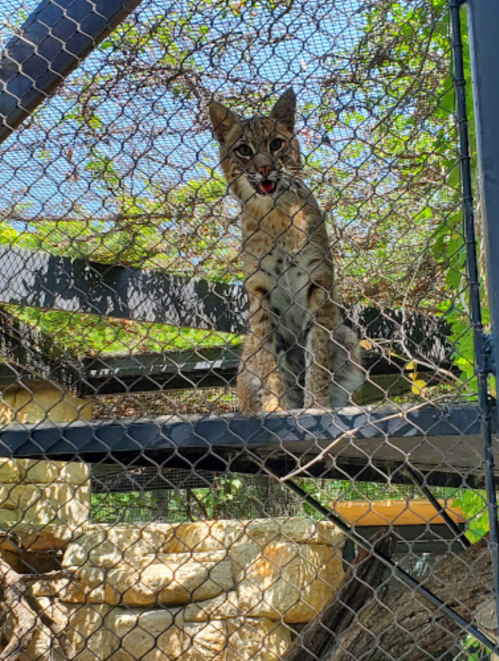 A bobcat stands on a platform inside a fenced enclosure, with greenery in the background.