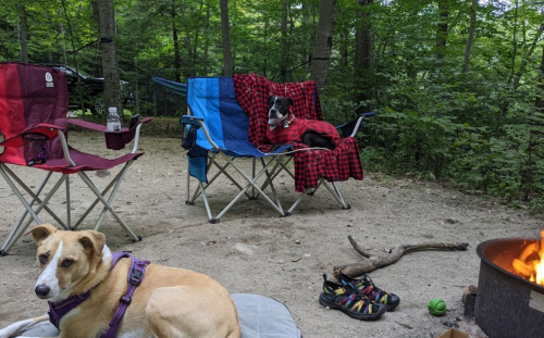 Two dogs relax at a campsite, one on a chair with a blanket, while a campfire burns nearby.