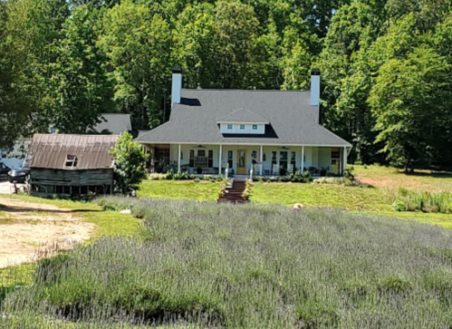 A large house with a porch surrounded by trees and a lavender field, with a rustic barn nearby.