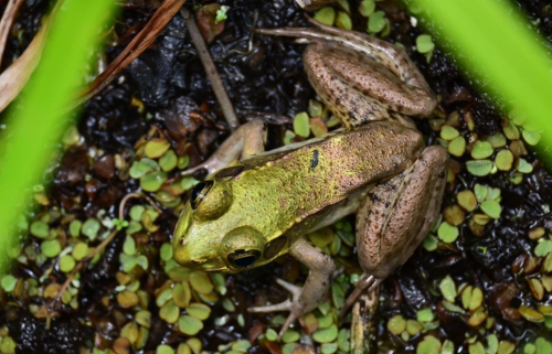 A green and brown frog resting on dark soil surrounded by small green plants.