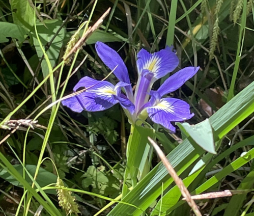 A vibrant purple iris flower surrounded by green grass and foliage.
