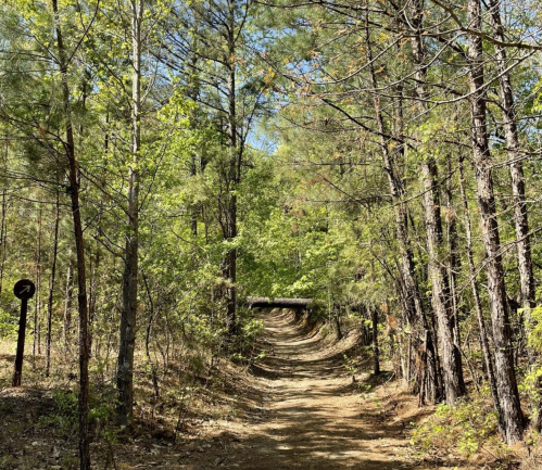 A winding dirt path through a lush green forest with tall trees and dappled sunlight.