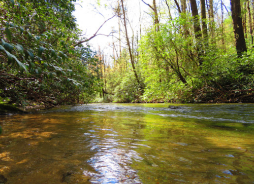 A serene stream flows through a lush, green forest, reflecting sunlight and surrounded by trees.