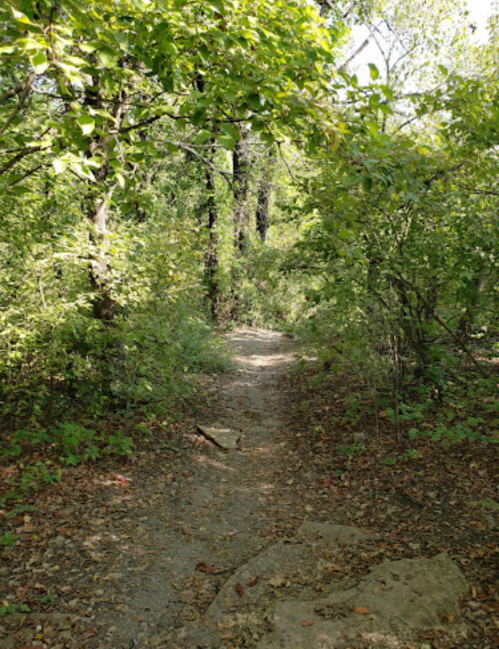 A narrow dirt path winding through a lush, green forest with trees and foliage on either side.