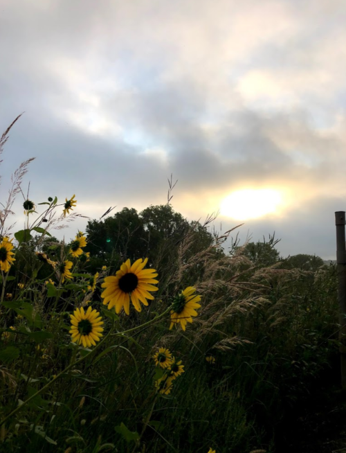 A field of sunflowers against a cloudy sky, with soft sunlight peeking through the clouds in the background.