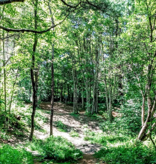 A serene forest path surrounded by lush green trees and foliage, inviting exploration and tranquility.