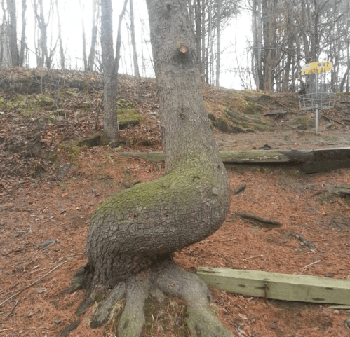 A uniquely twisted tree with moss-covered bark, surrounded by pine needles and a disc golf basket in the background.