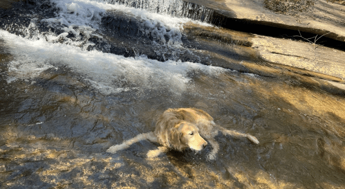 A golden retriever happily swimming in a shallow stream near a small waterfall.
