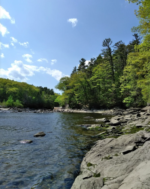 A serene river scene with clear water, rocky shore, and lush green trees under a bright blue sky.