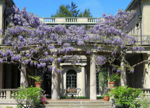 A beautiful courtyard with a wisteria-covered pergola, surrounded by greenery and a stone building under a clear blue sky.