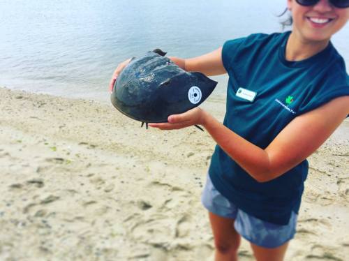 A person holds a large, dark turtle shell on a sandy beach near water, smiling at the camera.