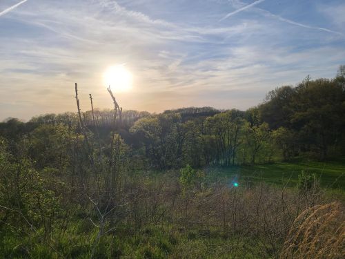 A serene landscape at sunset, featuring trees and a grassy field under a colorful sky.