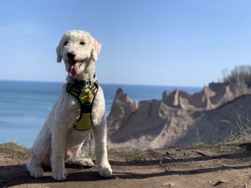 A happy dog in a harness sits on a cliff overlooking a blue ocean and rugged coastline under a clear sky.