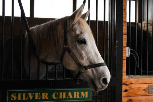 A gray horse with a blonde mane peeks out from its stable, with a sign reading "SILVER CHARM" below.