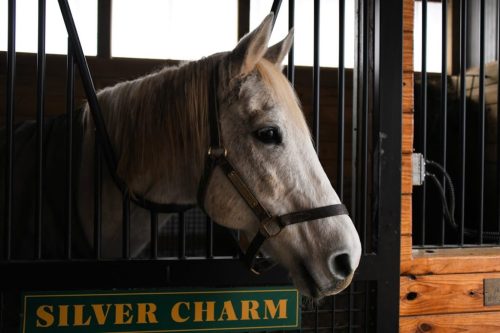 A gray horse with a blonde mane peeks out from its stable, with a sign reading "SILVER CHARM" below.