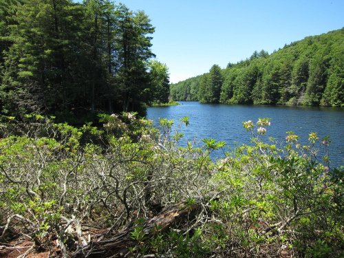 A serene lake surrounded by lush green trees and shrubs under a clear blue sky.