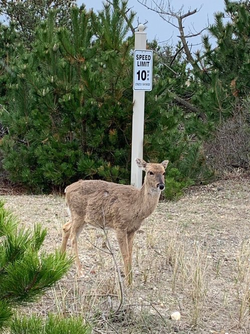 A deer stands near a speed limit sign in a grassy area with shrubs and trees in the background.