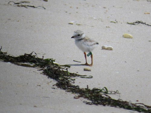A small shorebird with a green band on its leg stands on a sandy beach, surrounded by seaweed and small pebbles.
