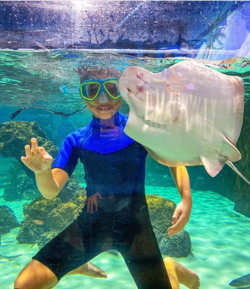 A child in snorkeling gear smiles while interacting with a stingray in an aquarium.