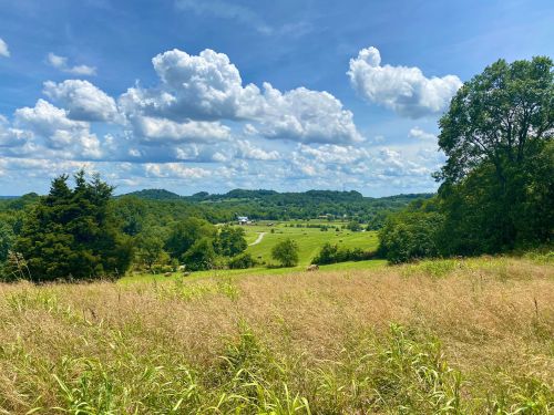 A scenic view of rolling green hills under a blue sky with fluffy clouds, framed by tall grass in the foreground.