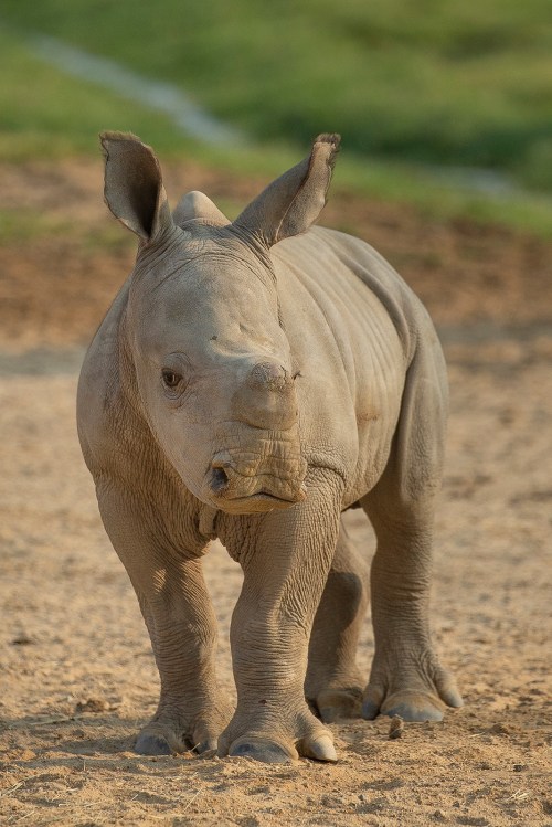A young rhinoceros walking on sandy ground, with its ears perked up and a curious expression.