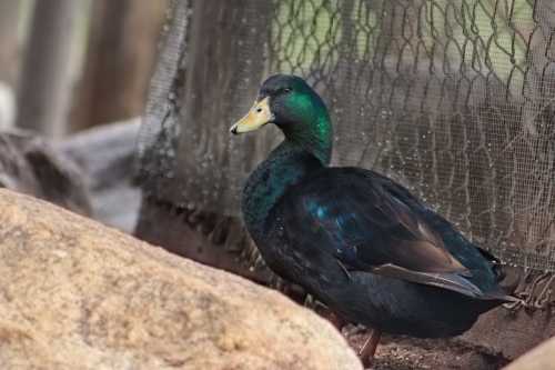 A black duck with a greenish sheen stands near a rock, with a netted background.