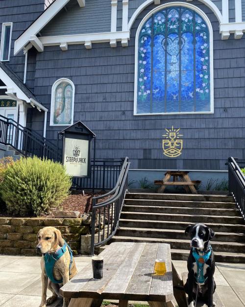 Two dogs sit at a table outside a building with a stained glass window, with drinks on the table and greenery around.