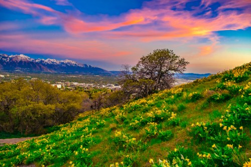 A vibrant landscape with blooming yellow flowers on a hillside, mountains in the background, and a colorful sunset sky.