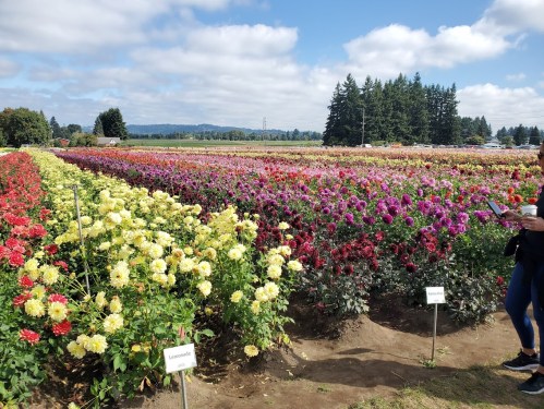 A vibrant flower field with rows of colorful blooms under a blue sky, with a person standing nearby.