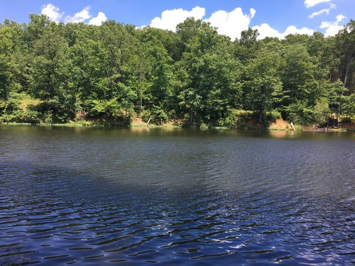 A serene lake surrounded by lush green trees under a bright blue sky with fluffy white clouds.