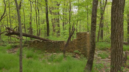 A stone wall partially covered by greenery, surrounded by trees in a lush forest setting.