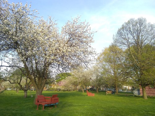 A serene park scene with blooming trees, green grass, and wooden benches under a clear blue sky.