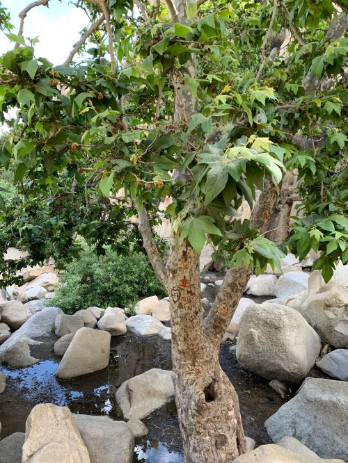 A tree with green leaves stands among large rocks near a small body of water.