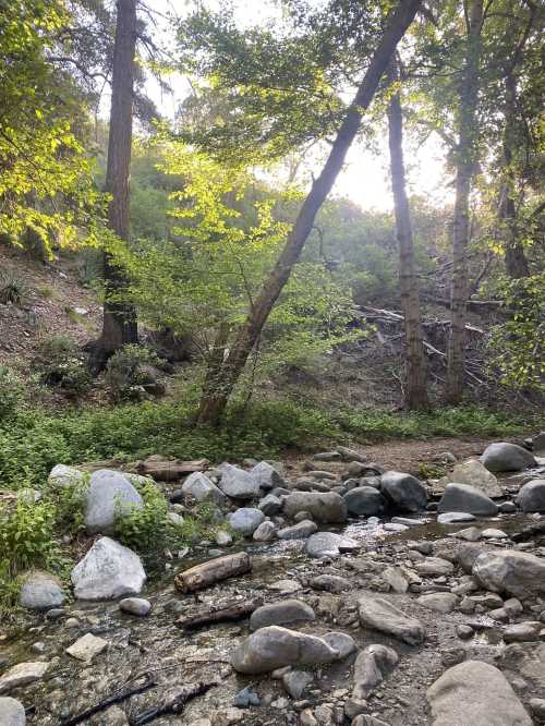 A serene forest scene with a small stream, rocks, and sunlight filtering through green trees.