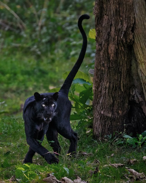 A black panther walks gracefully near a tree, surrounded by lush green foliage.