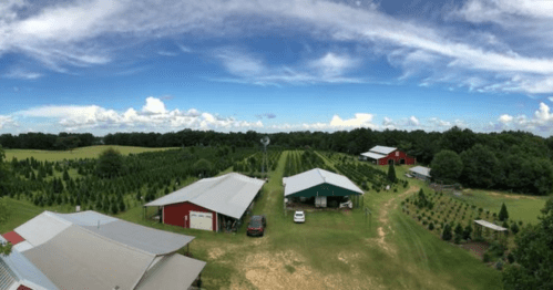 Aerial view of a farm with red barns, green fields, and rows of trees under a blue sky with scattered clouds.