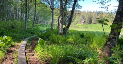 A winding path through lush greenery, leading to a small building in a serene forested area.