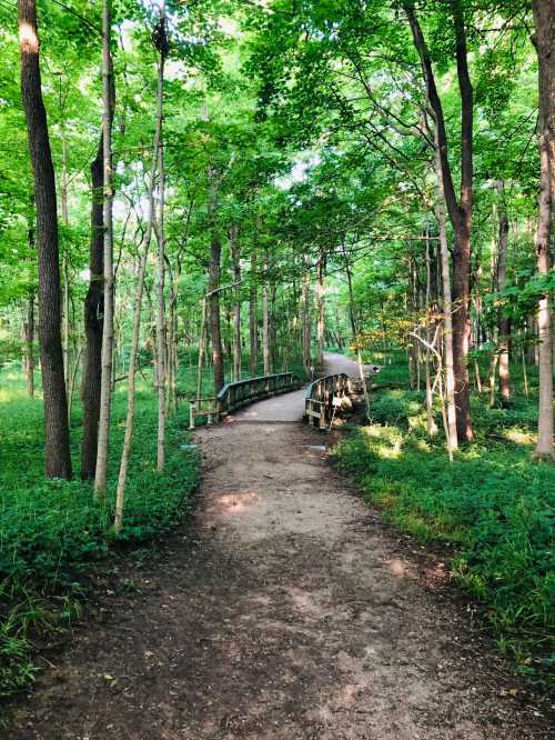 A serene forest path leads to a wooden bridge surrounded by lush green trees and foliage.