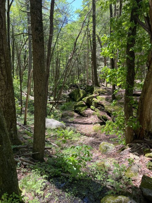 A serene forest path lined with trees and moss-covered rocks, dappled sunlight filtering through the leaves.