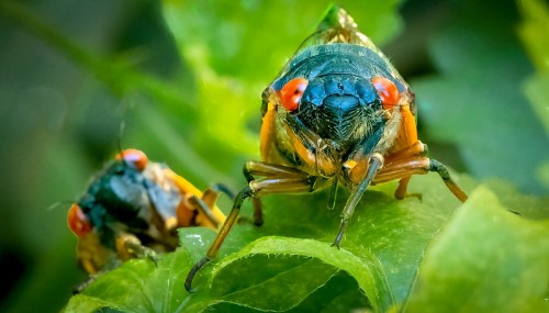 Close-up of two colorful cicadas perched on green leaves, showcasing their vibrant eyes and intricate details.