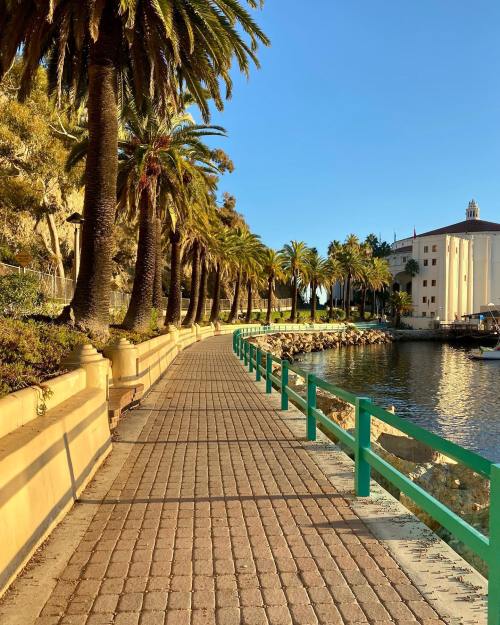 A scenic waterfront path lined with palm trees and a turquoise railing, leading along a calm bay.