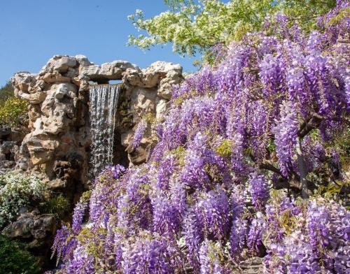 A cascading waterfall surrounded by vibrant purple wisteria flowers in a sunny garden setting.