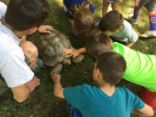 A group of children gathered around a large tortoise, gently touching its shell on a grassy area.