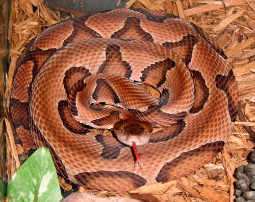 A coiled snake with a patterned brown and orange body, resting on a bed of wood shavings and leaves.