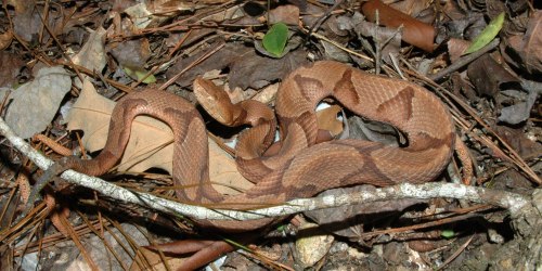 A brown snake with distinctive patterns resting on the forest floor among leaves and twigs.