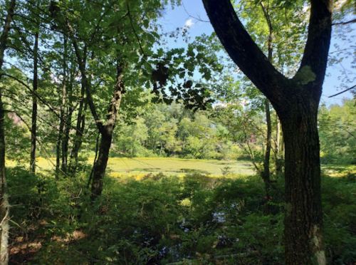 Lush green trees frame a serene pond surrounded by vibrant foliage under a clear blue sky.