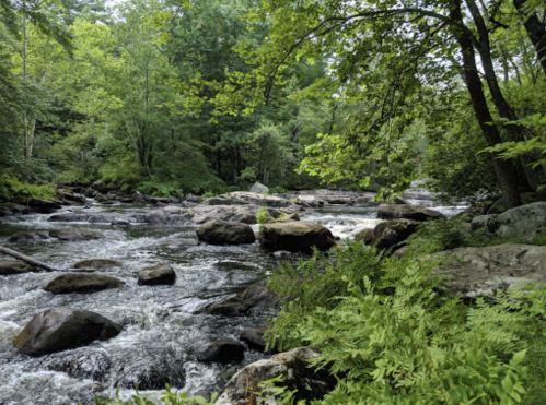 A serene river flows through a lush green forest, with rocks scattered along the water's edge.